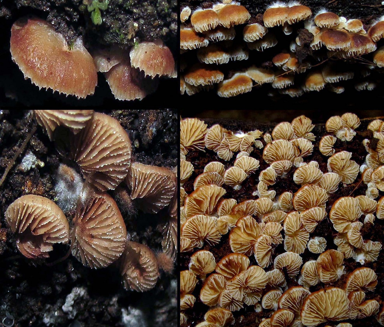 Observation mo-375635, Crepidotus nanicus