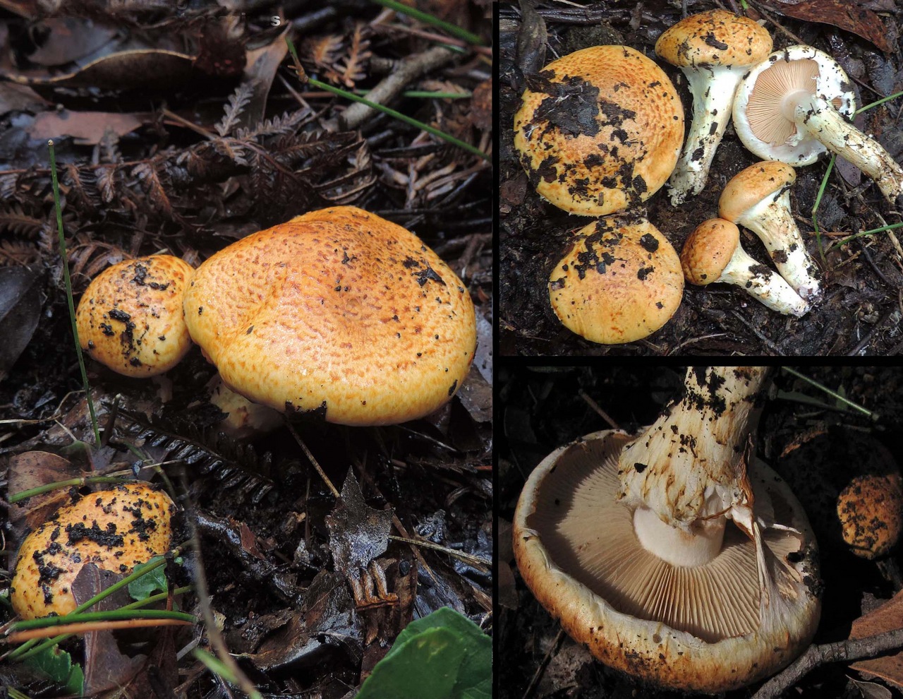 Observation mo-375639, Cortinarius austrosaginus