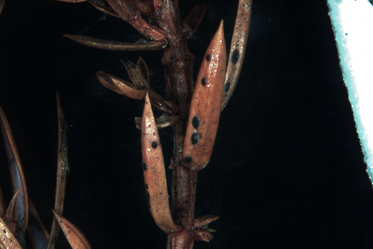 Observation mo-375657, Lophodermium juniperinum