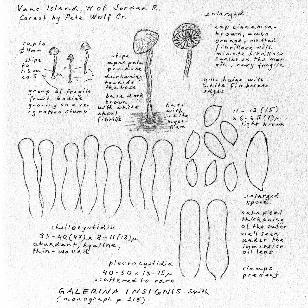 Observation mo-375900, Galerina insignis