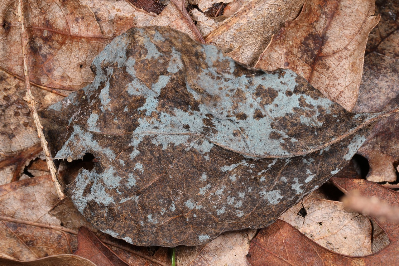 Observation mo-376082, Menispora cobaltina