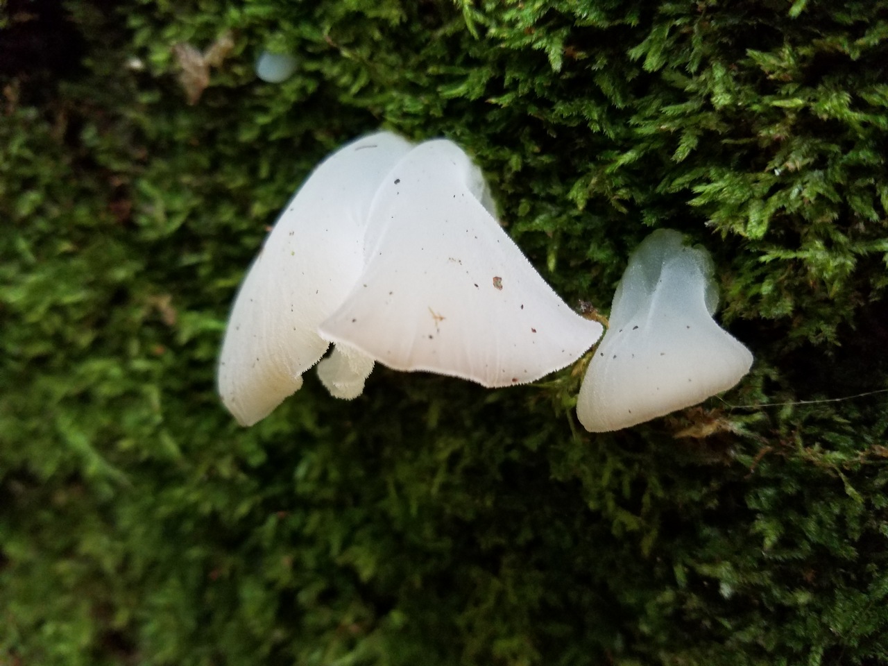 Observation mo-376220, Pseudohydnum gelatinosum