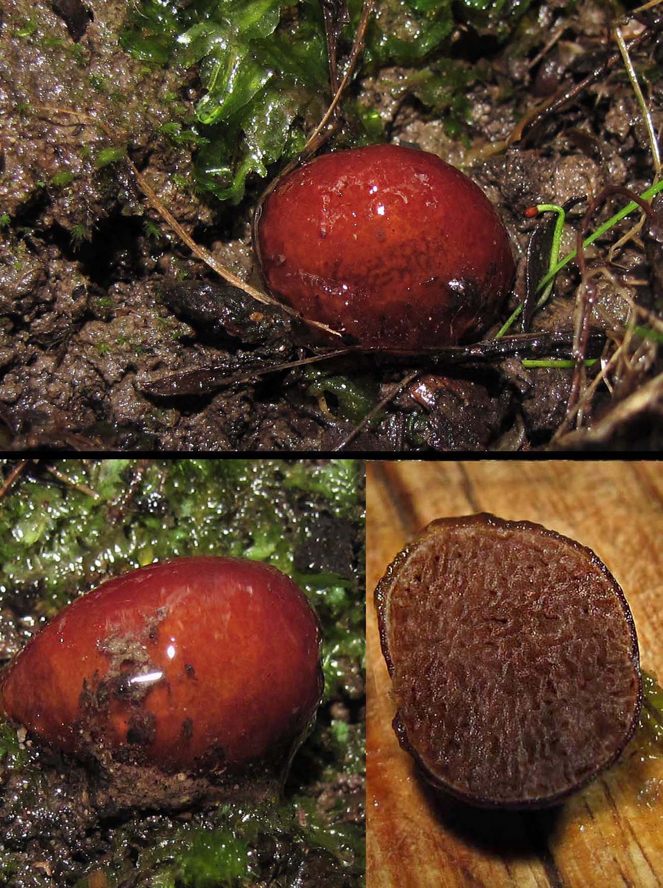 Observation mo-376272, Cortinarius atratus