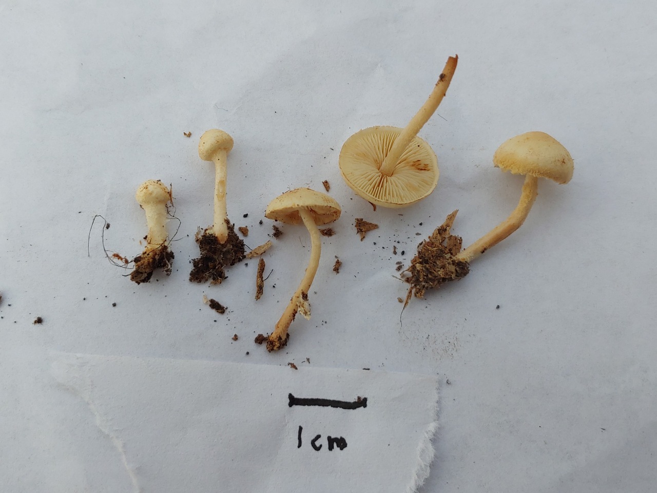 Observation mo-376337, Cystoderma contusifolium
