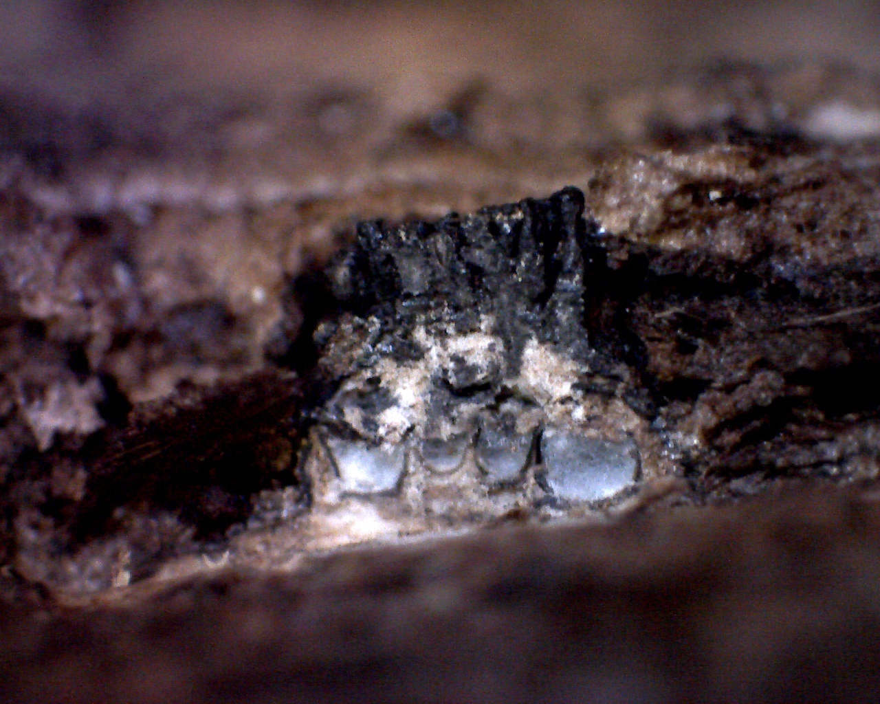 Observation mo-376374, Diaporthe pustulata