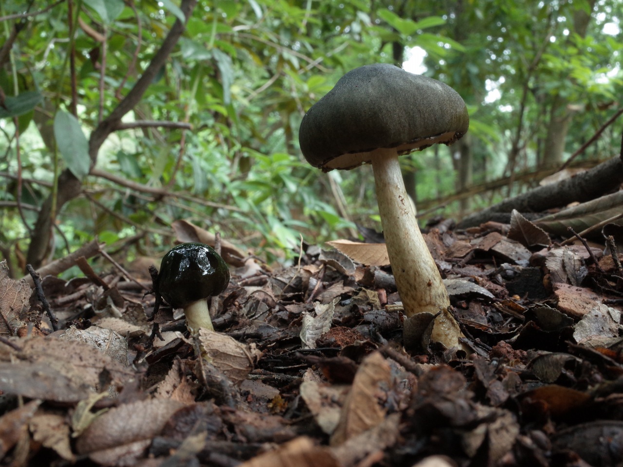 Observation mo-376683, Zhuliangomyces olivaceus