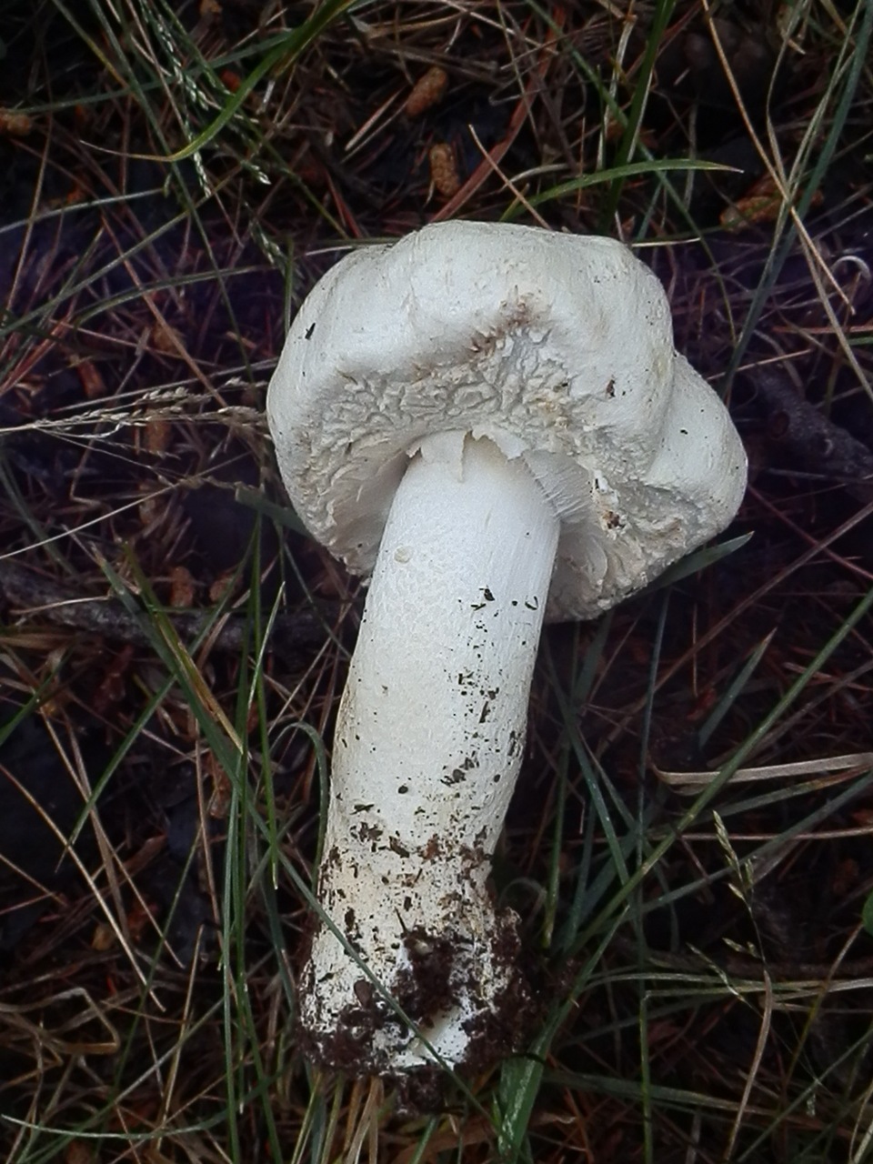 Observation mo-377574, Agaricus gemellatus