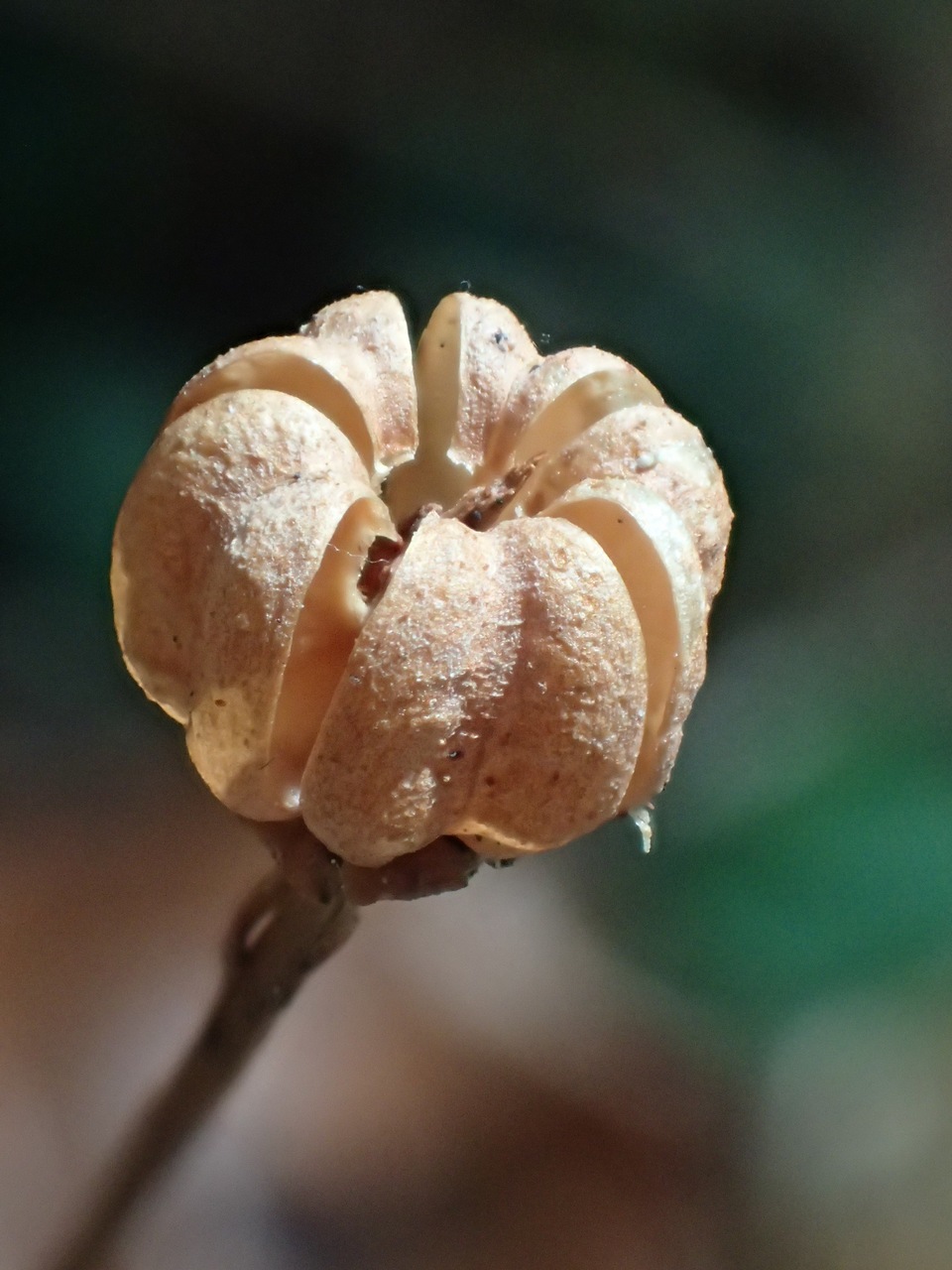 Observation mo-378102, Moneses uniflora