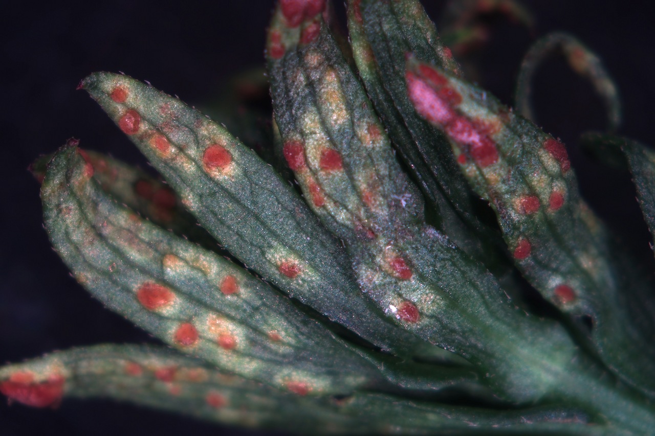Observation mo-378924, Puccinia asteris