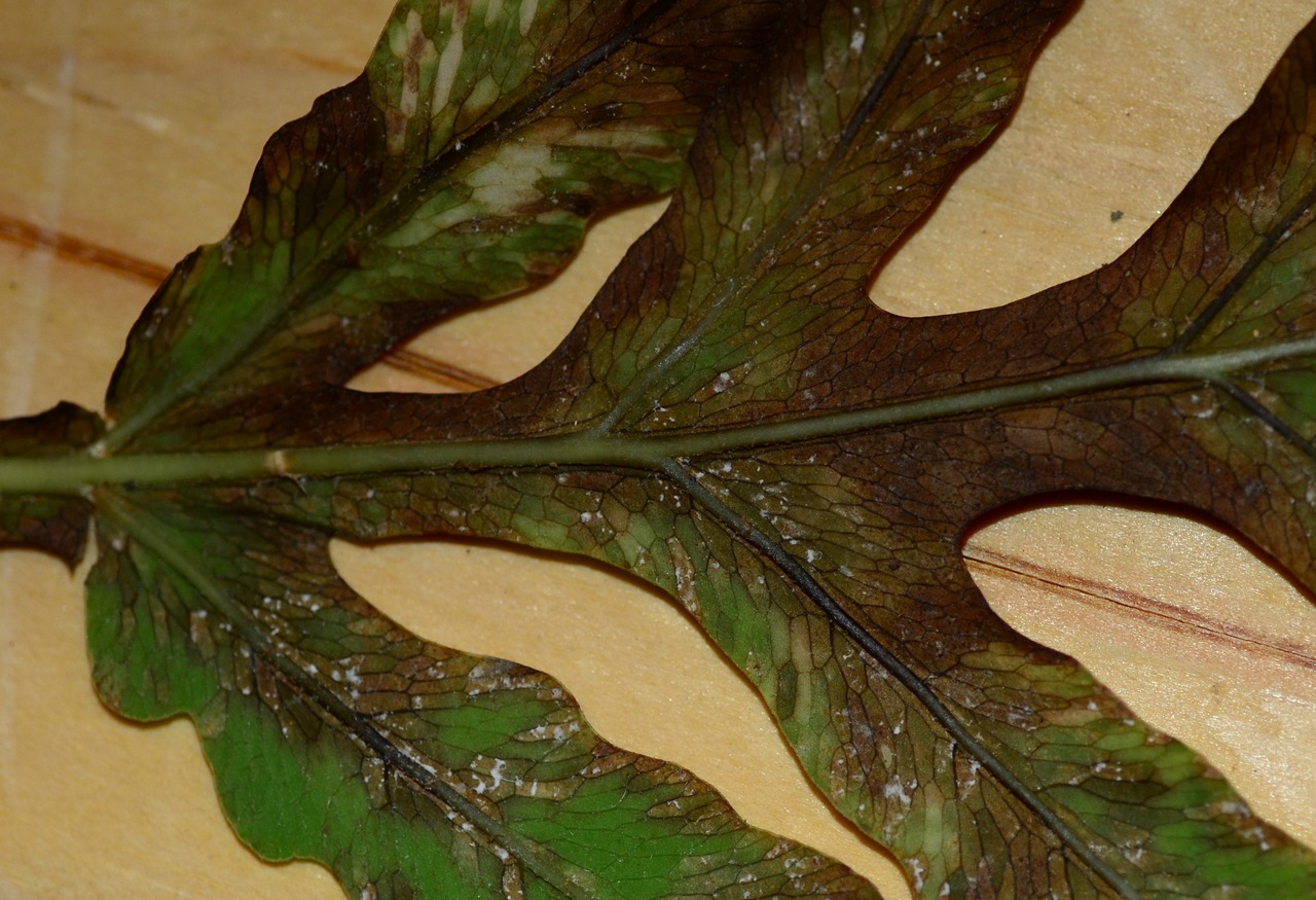 Observation mo-379034, Uredinopsis americana