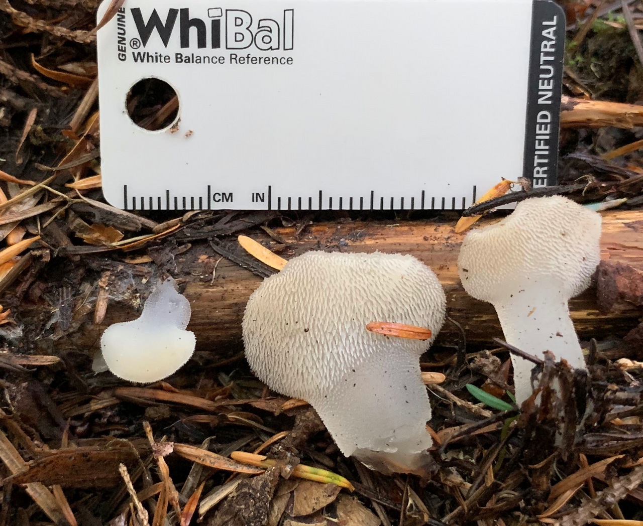 Observation mo-379038, Pseudohydnum gelatinosum