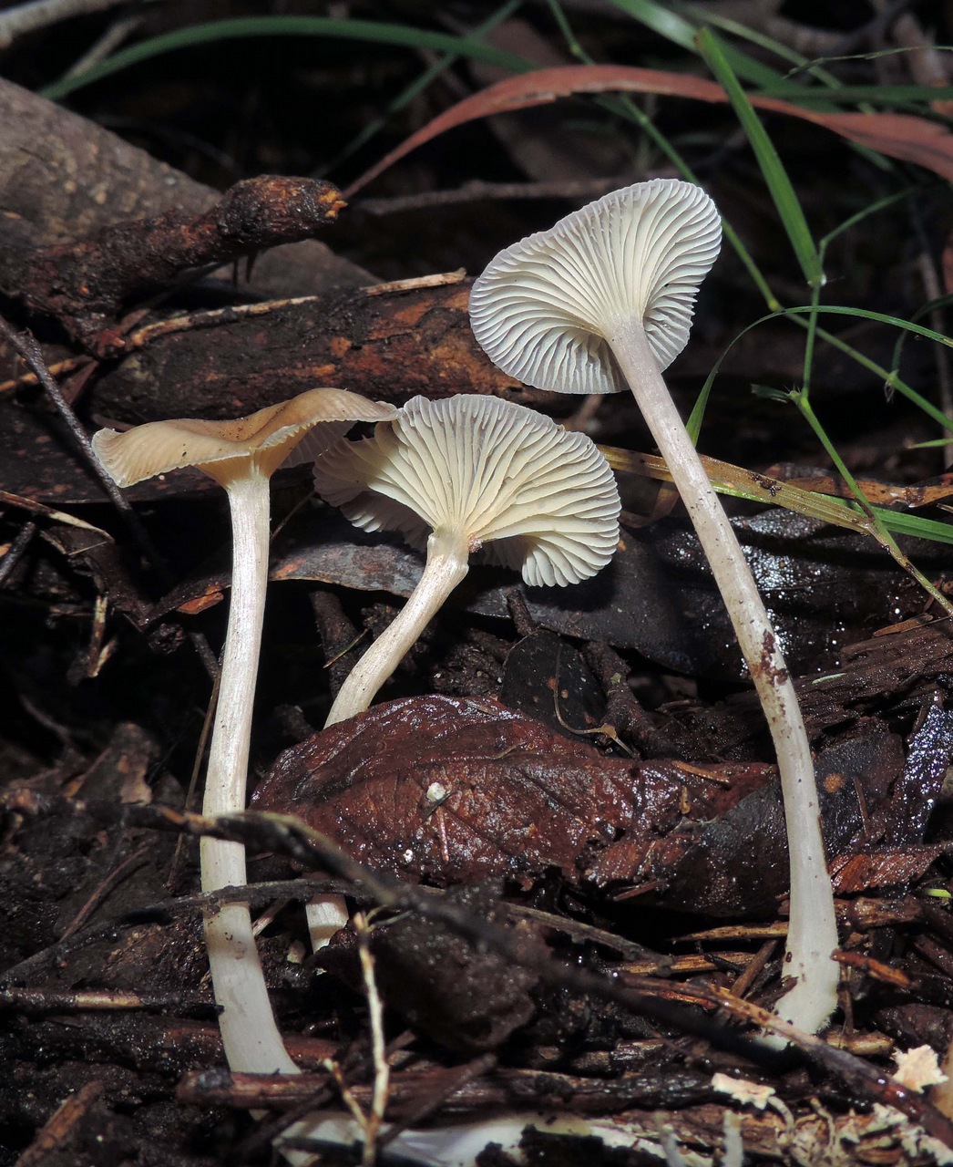 Observation mo-379356, Trogia straminea