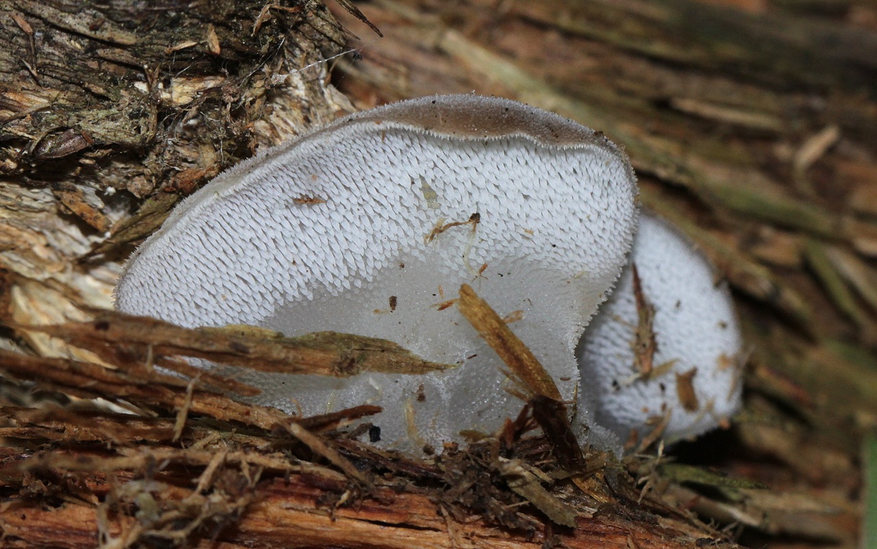 Observation mo-379370, Pseudohydnum gelatinosum