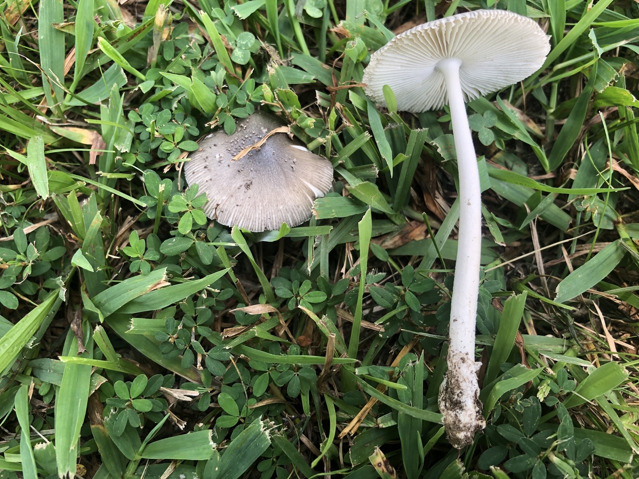 Observation mo-380012, Amanita batonrougensis
