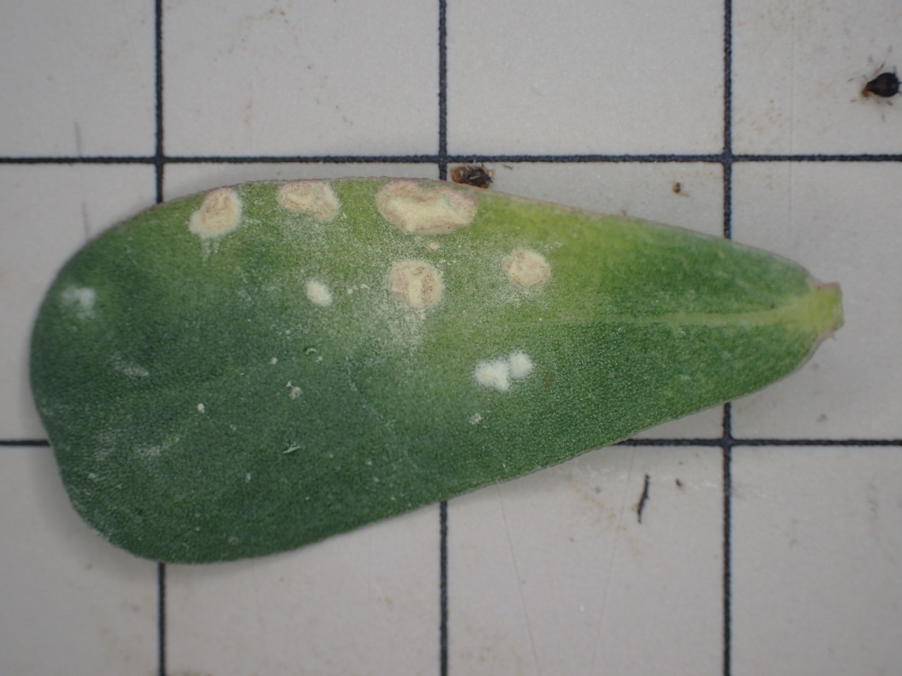 Observation mo-381220, Wilsoniana portulacae