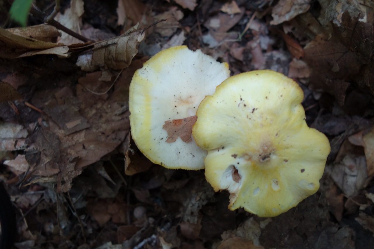 Observation mo-381815, Entoloma melleicolor