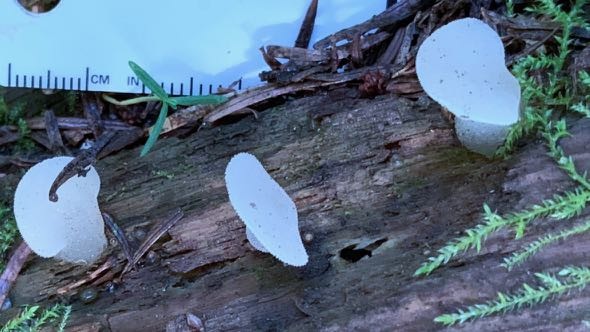 Observation mo-382598, Pseudohydnum gelatinosum