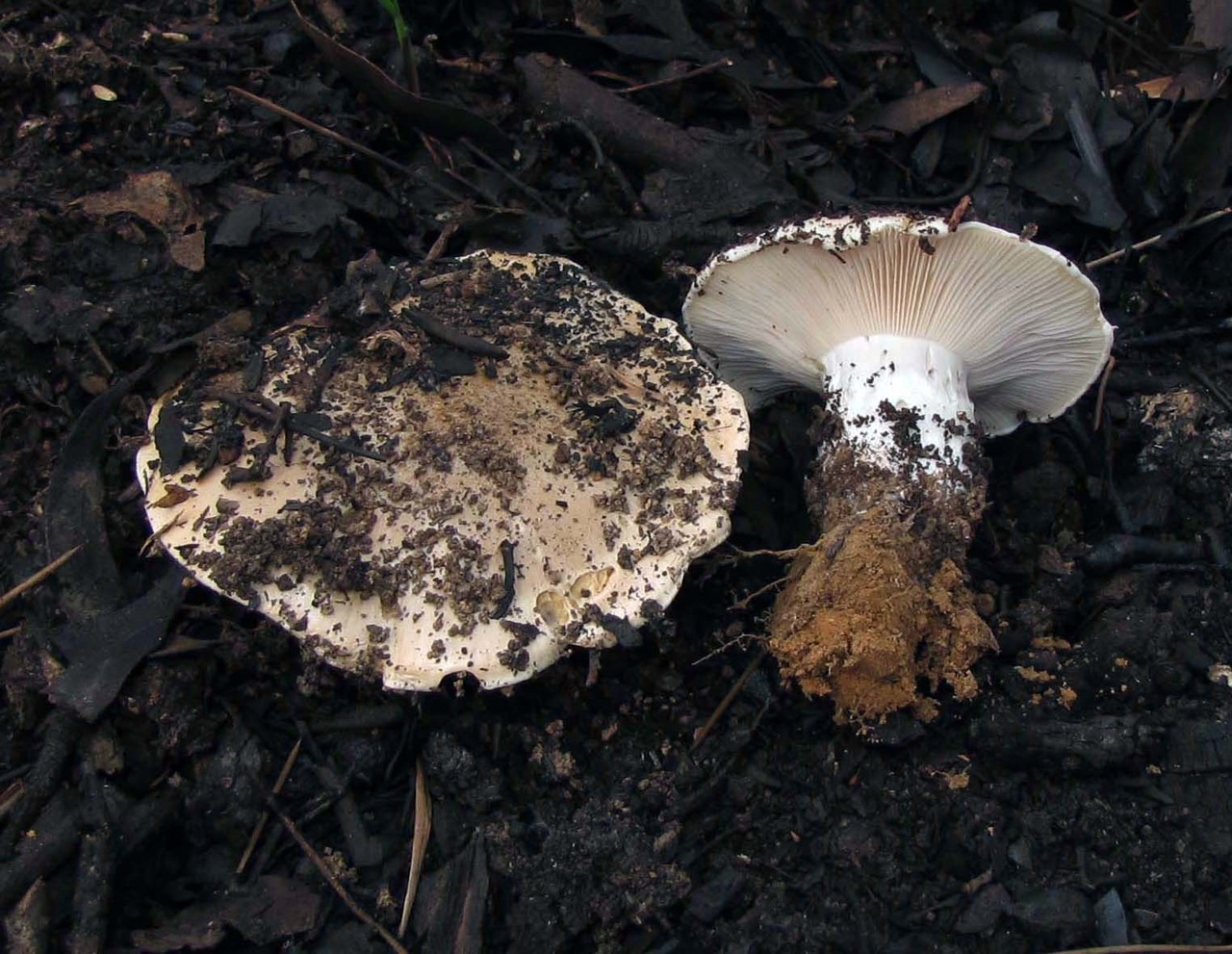Observation mo-382626, Cortinarius sublargus
