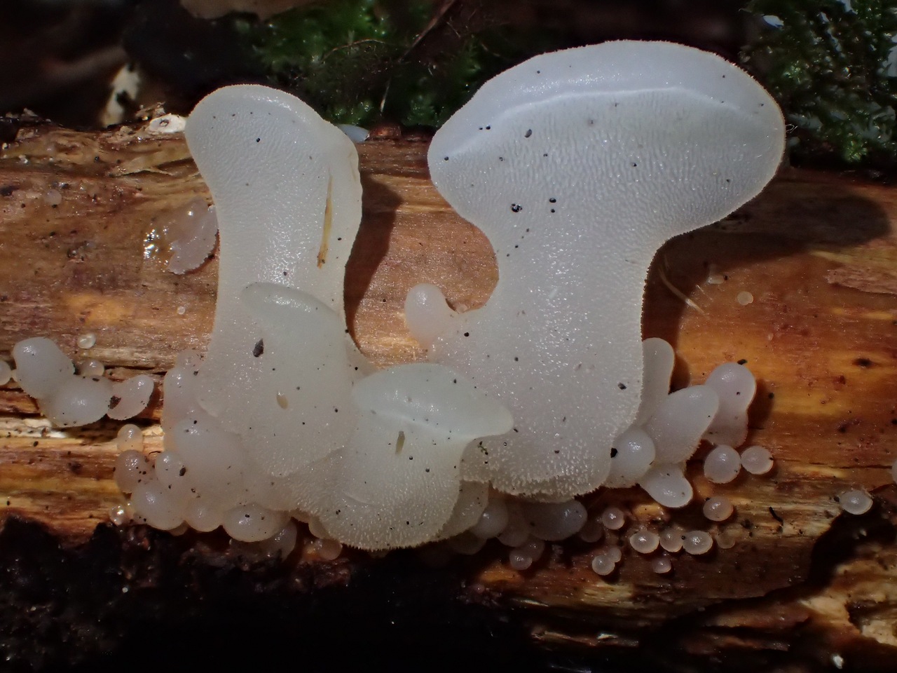 Observation mo-382932, Pseudohydnum gelatinosum