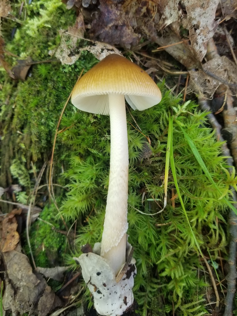 Observation mo-383527, Amanita minnesorora