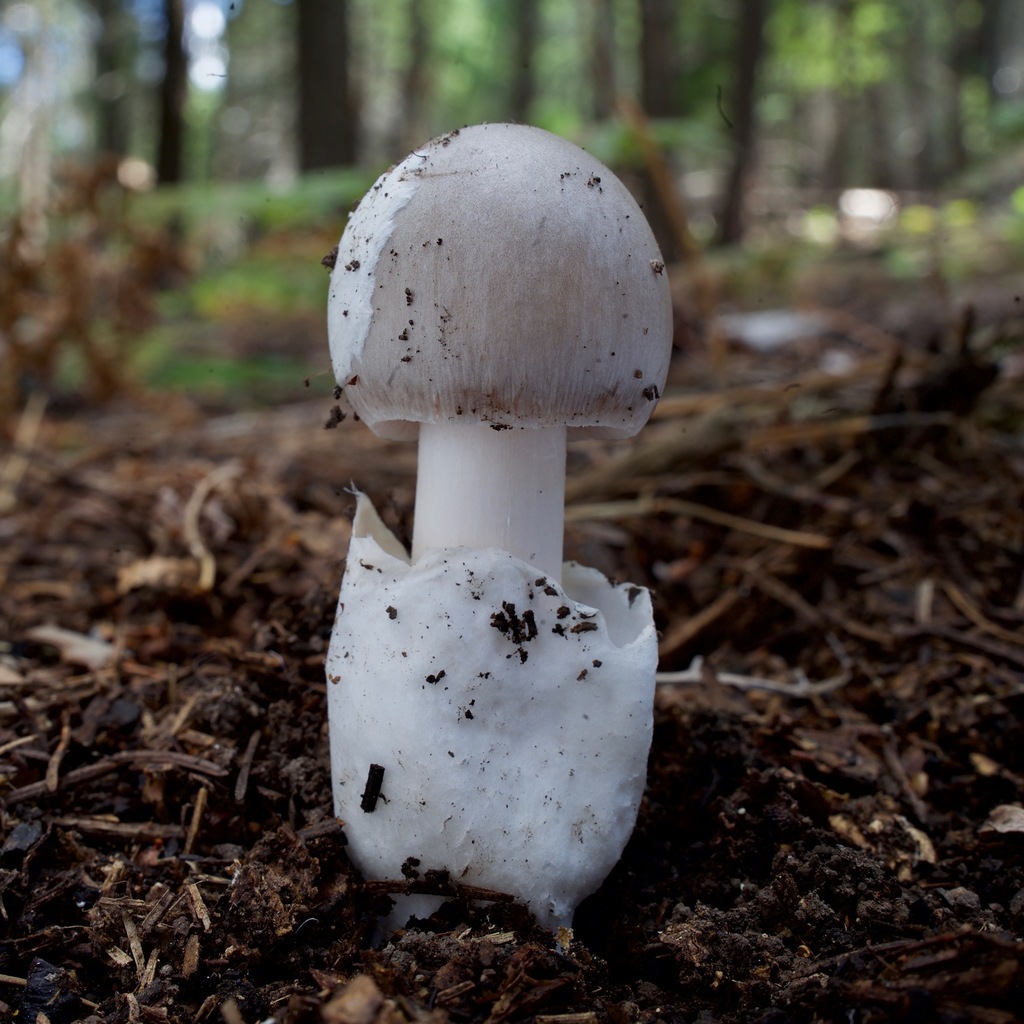 Observation mo-383945, Amanita chiricahuana