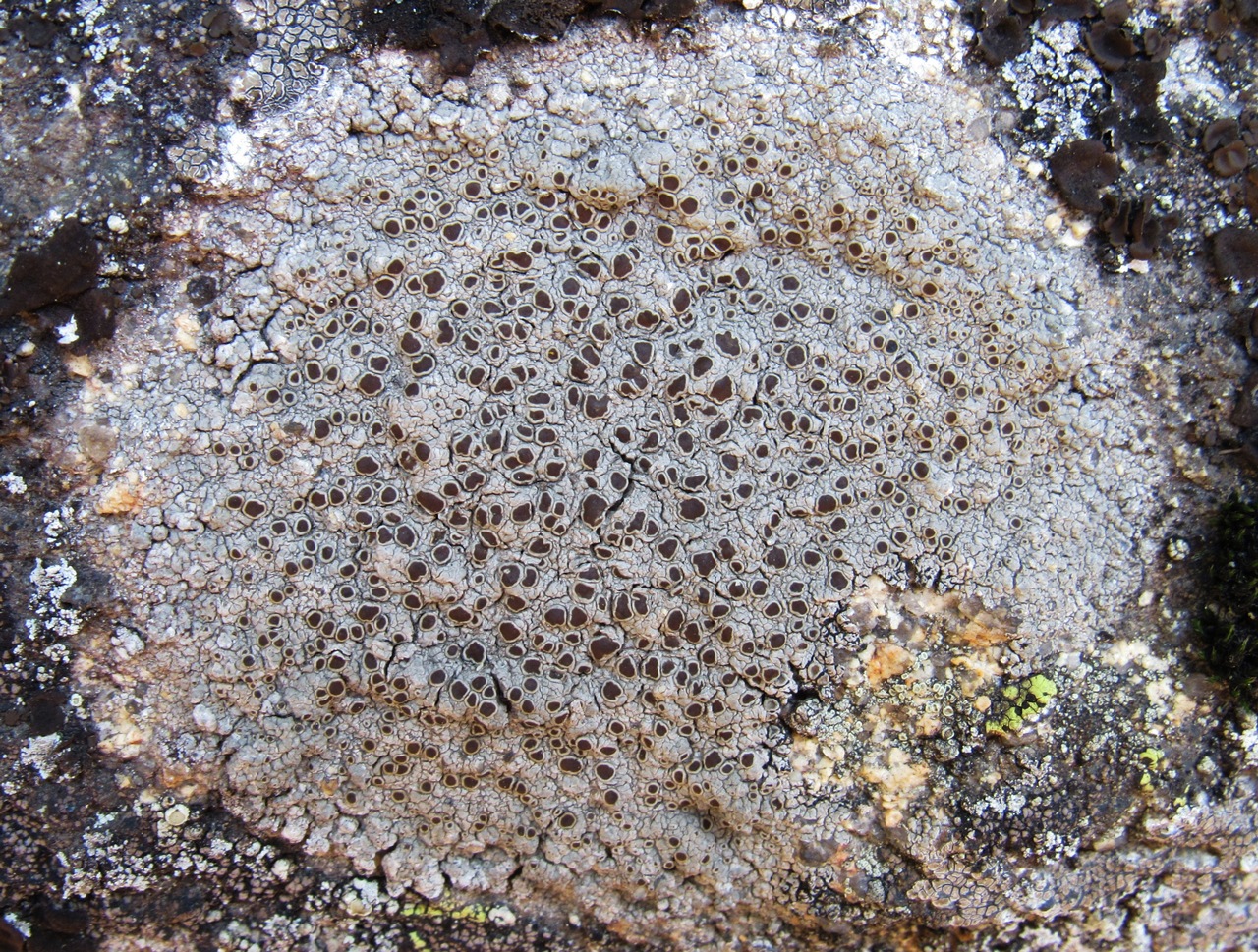 Observation mo-384873, Lecanora campestris