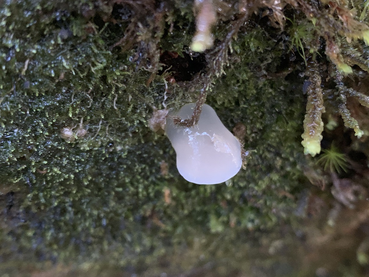 Observation mo-386810, Pseudohydnum gelatinosum