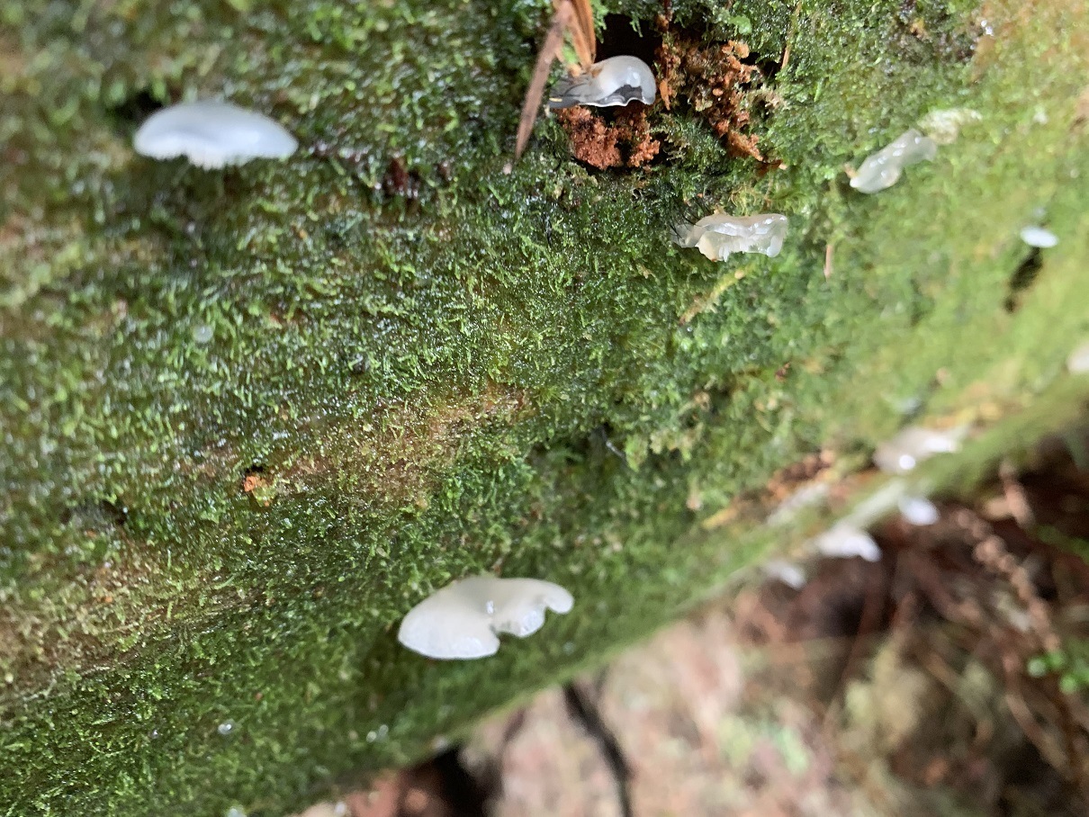 Observation mo-386811, Pseudohydnum gelatinosum