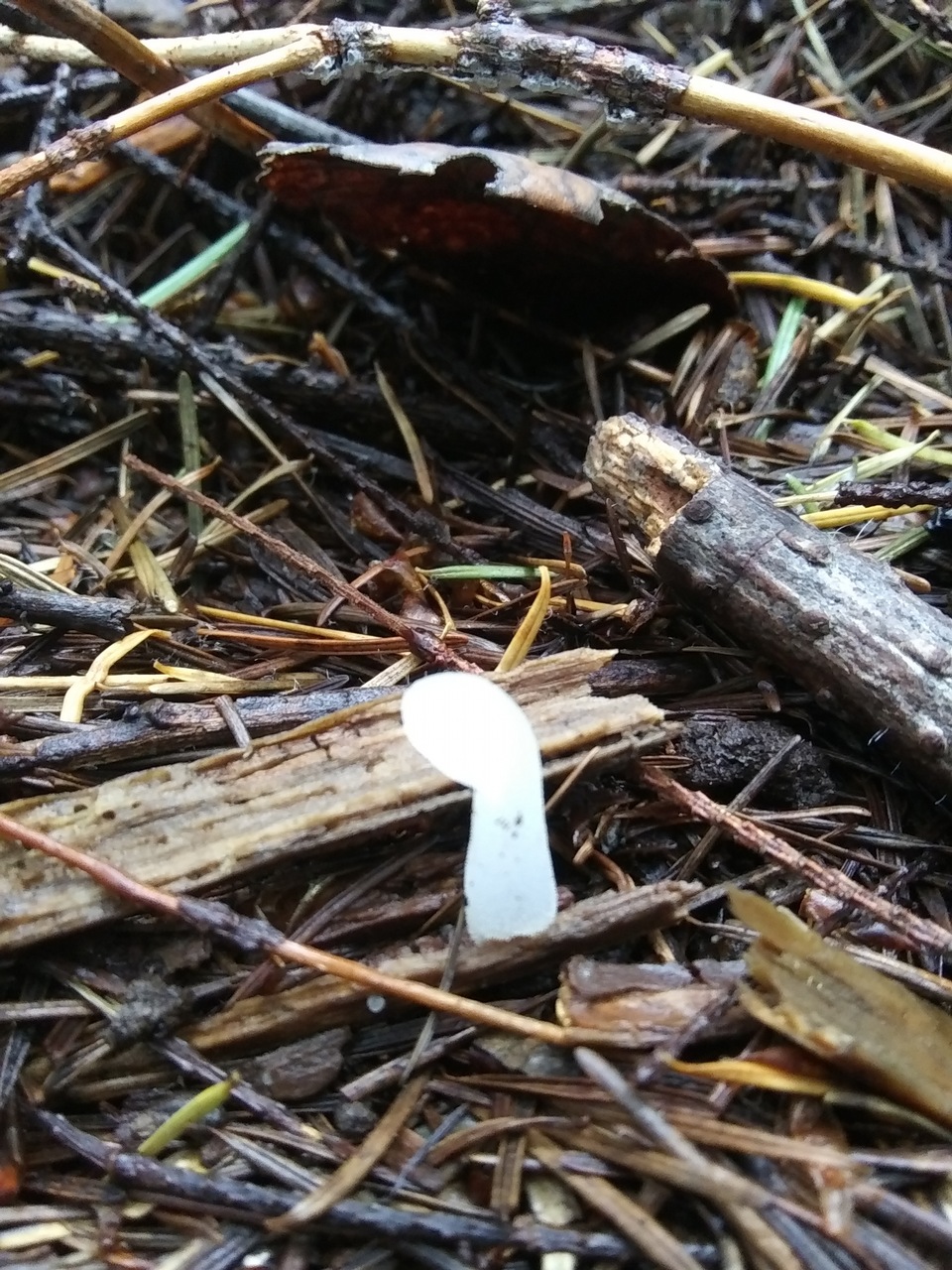 Observation mo-387832, Pseudohydnum gelatinosum