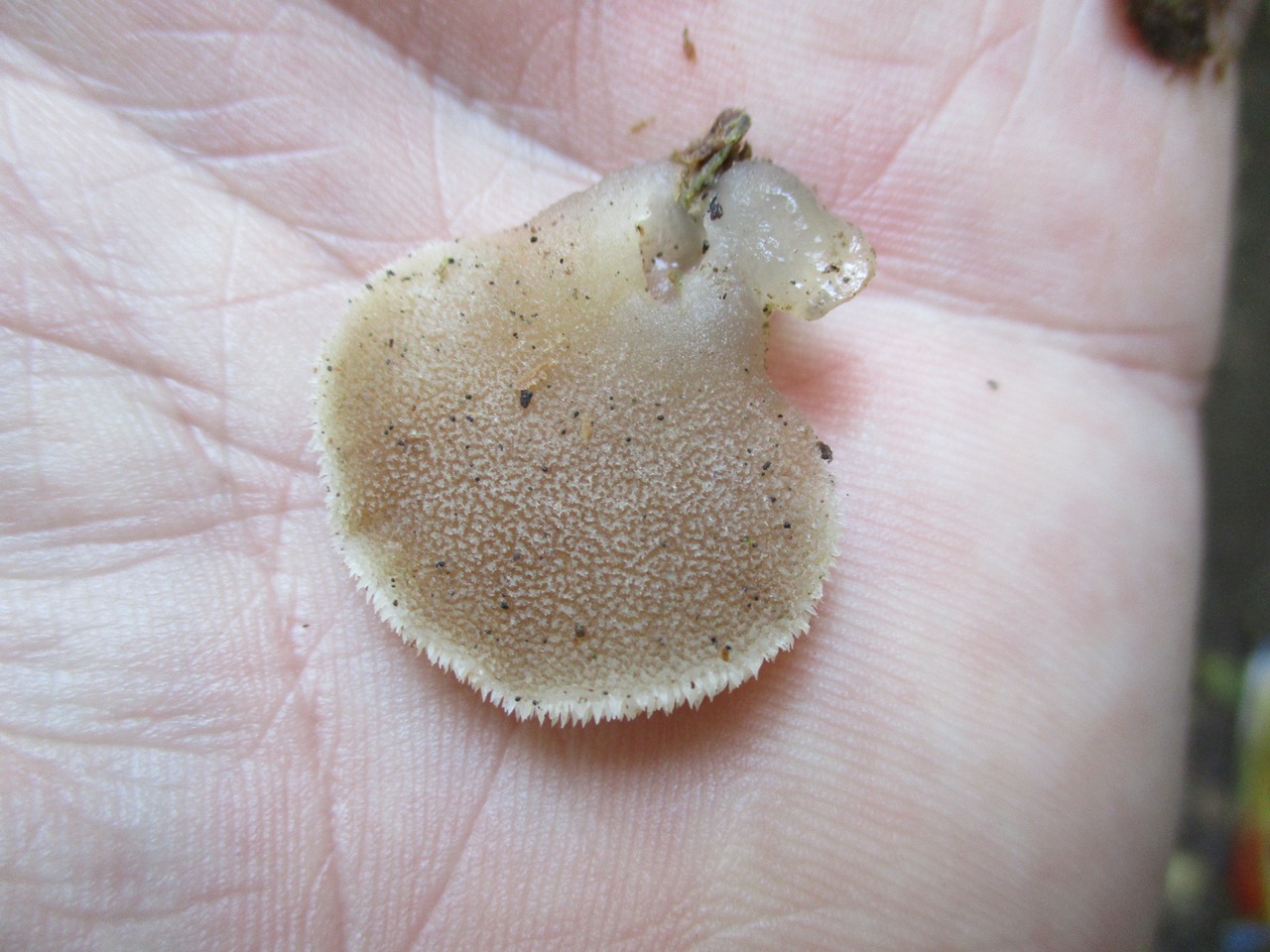 Observation mo-387964, Pseudohydnum gelatinosum