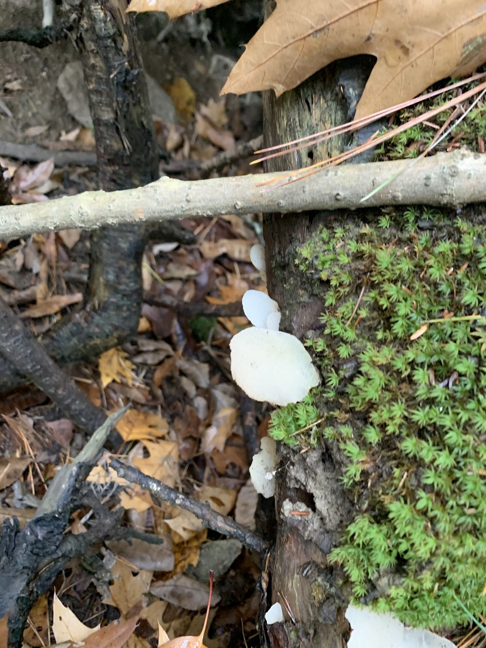 Observation mo-390103, Pseudohydnum gelatinosum