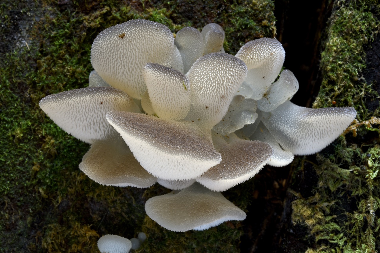 Observation mo-390773, Pseudohydnum gelatinosum
