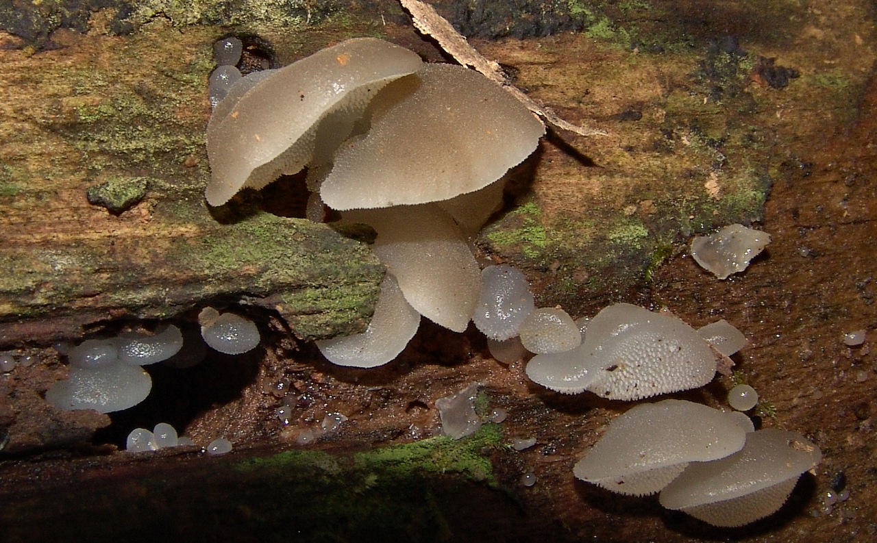 Observation mo-391137, Pseudohydnum gelatinosum