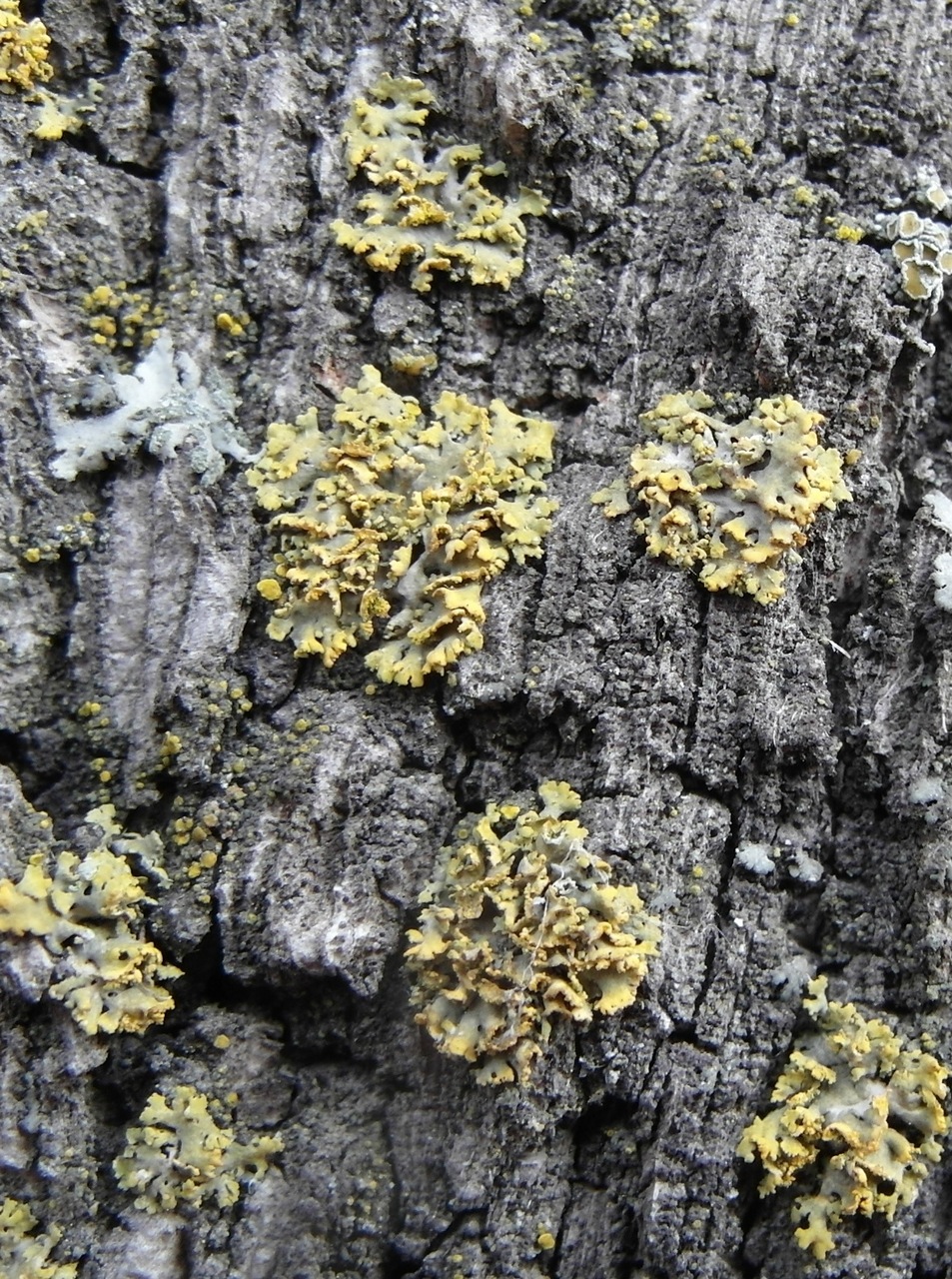 Observation mo-391407, Xanthomendoza poeltii