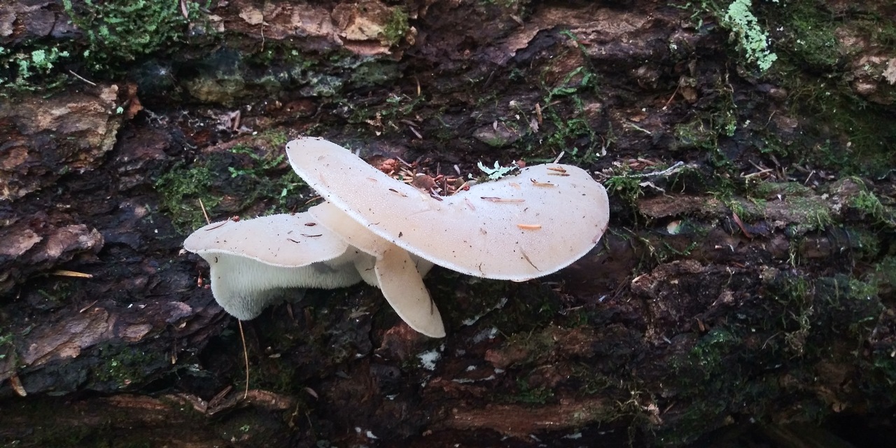 Observation mo-391765, Pseudohydnum gelatinosum