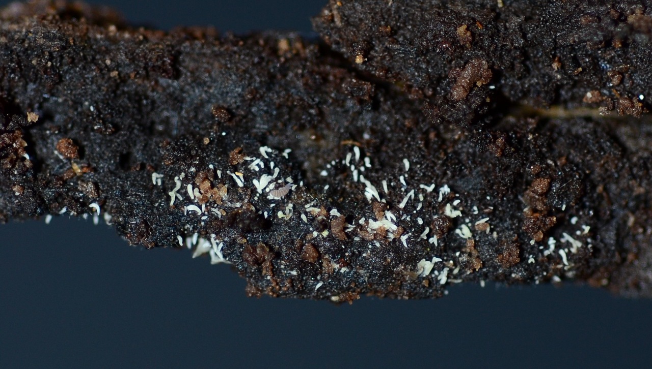 Observation mo-392836, Mucronella subalpina