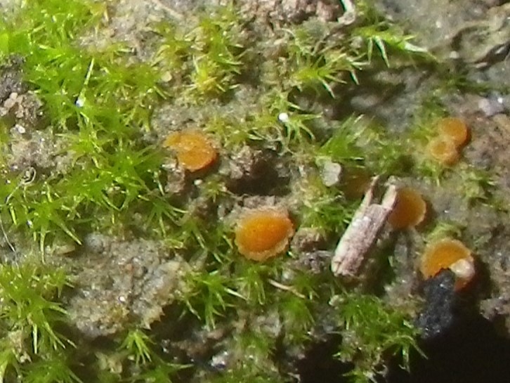 Observation mo-393318, Lamprospora tuberculata