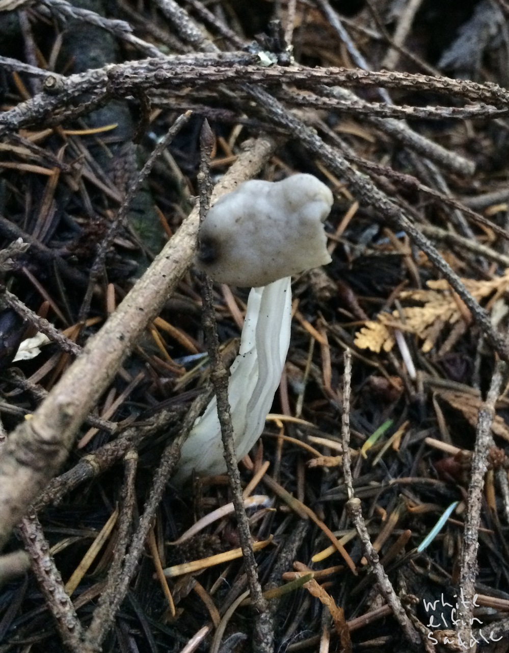 Observation mo-394020, Helvella maculata