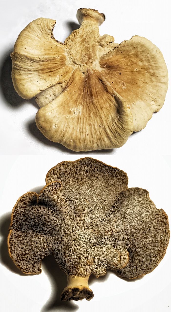 Observation mo-395090, Laccocephalum tumulosum