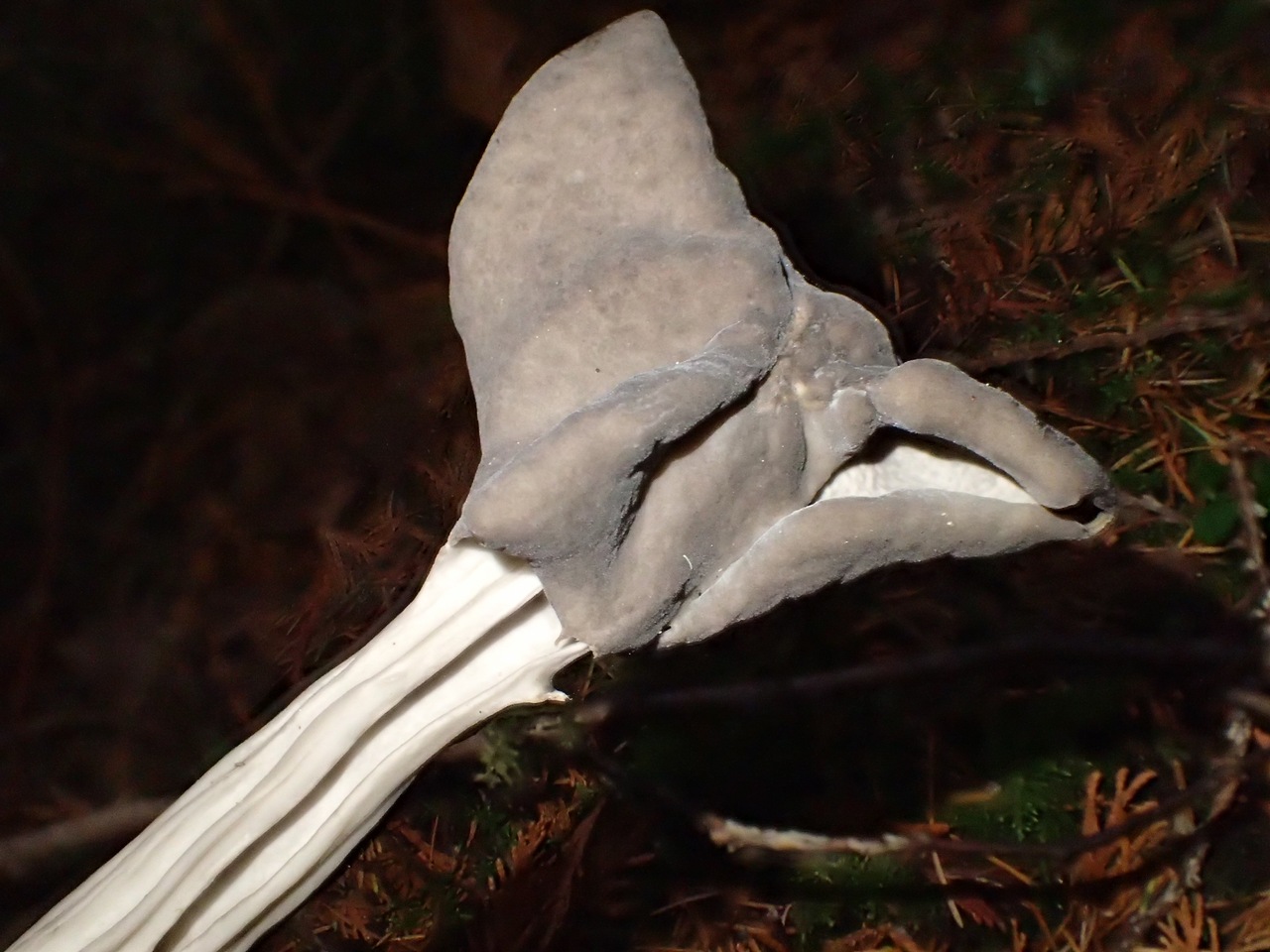 Observation mo-395874, Helvella maculata