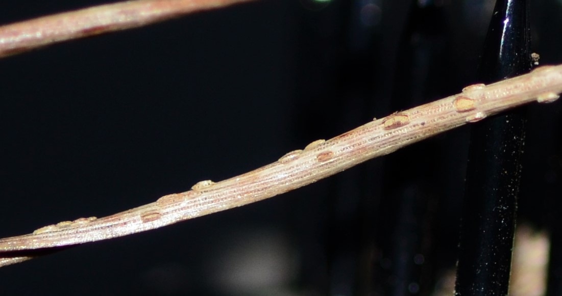 Observation mo-395943, Cyclaneusma minus