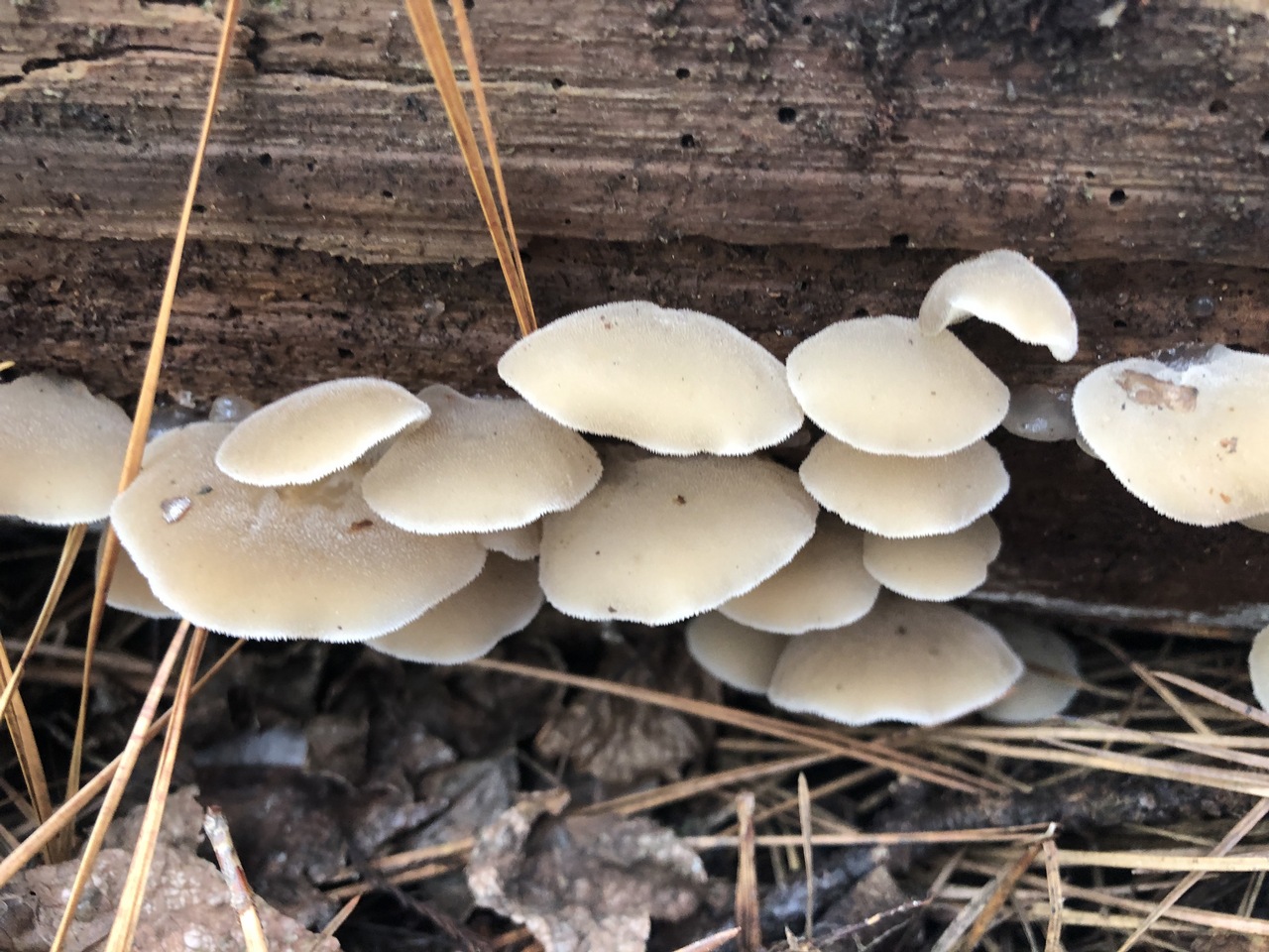 Observation mo-396230, Pseudohydnum gelatinosum