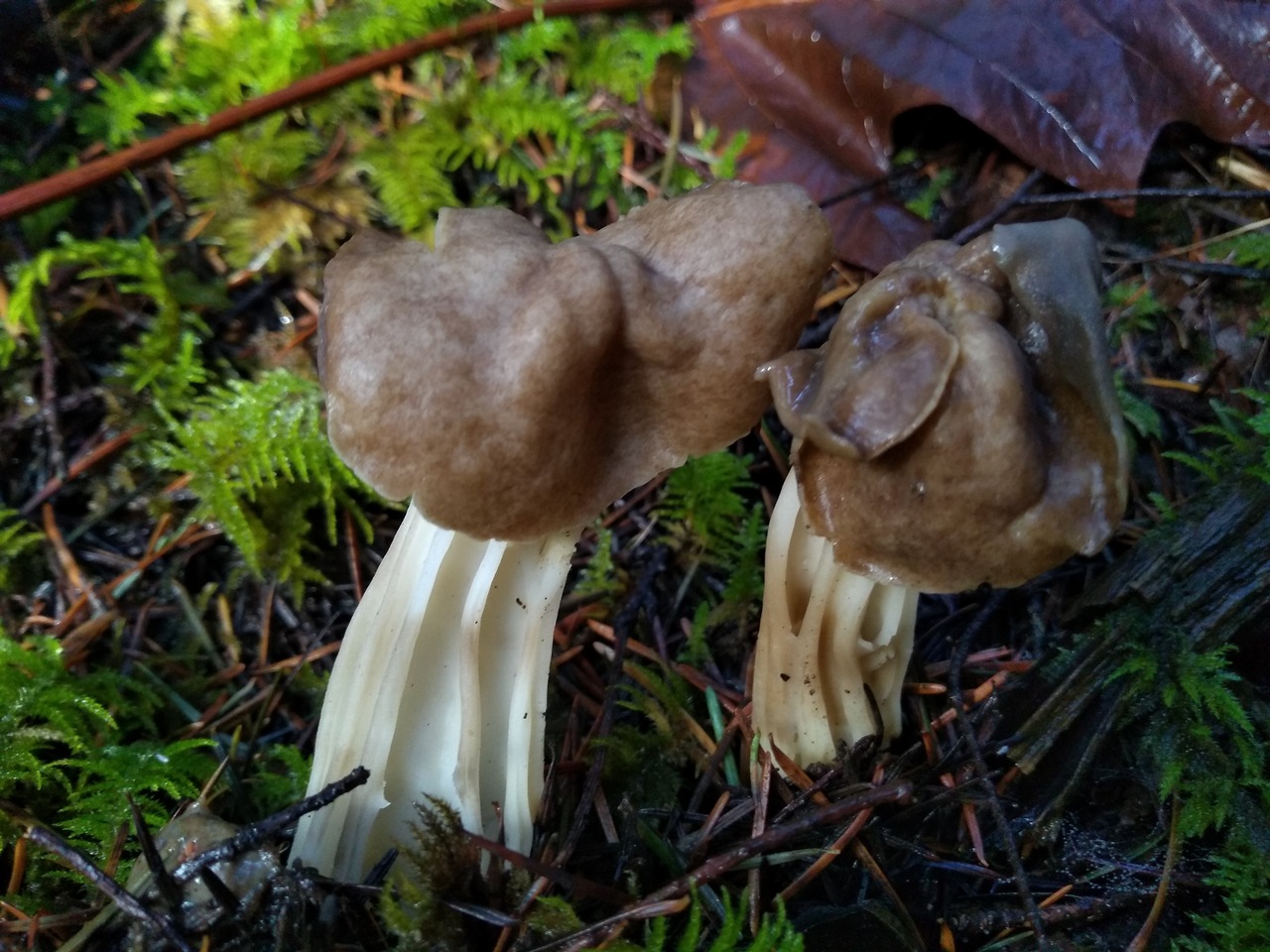 Observation mo-396490, Helvella maculata