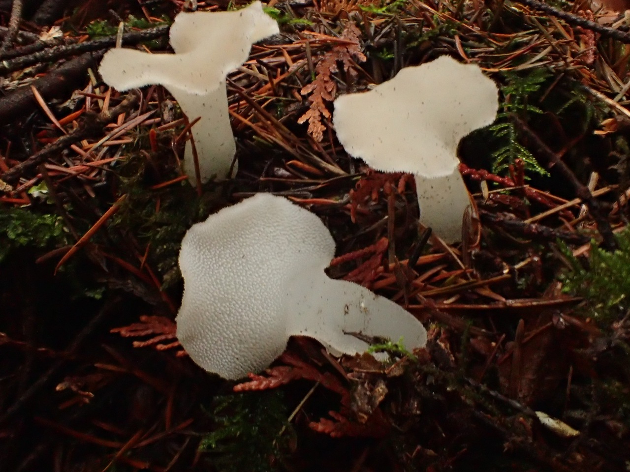 Observation mo-396730, Pseudohydnum gelatinosum