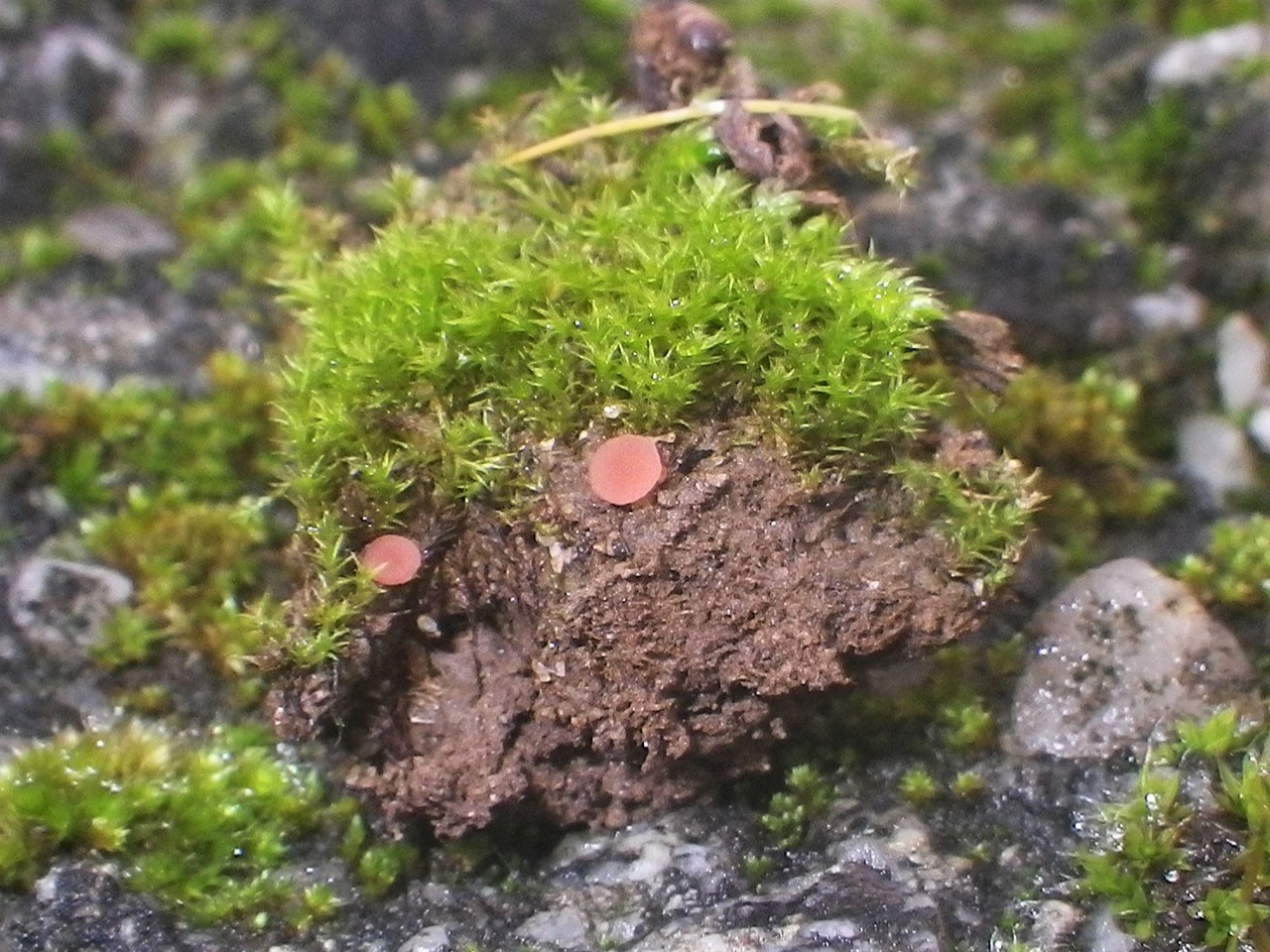 Observation mo-397263, Octospora lilacina