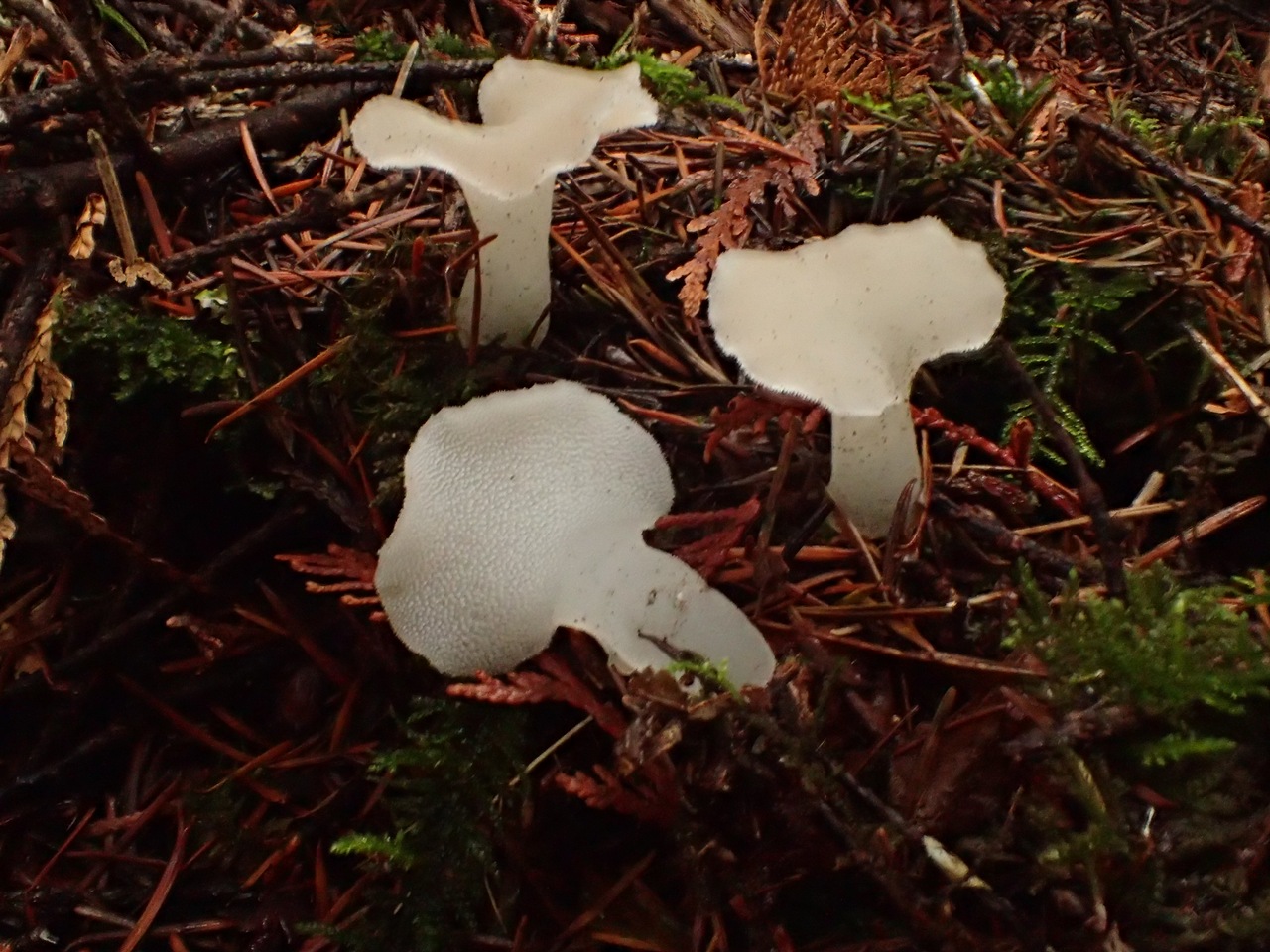 Observation mo-397675, Pseudohydnum gelatinosum