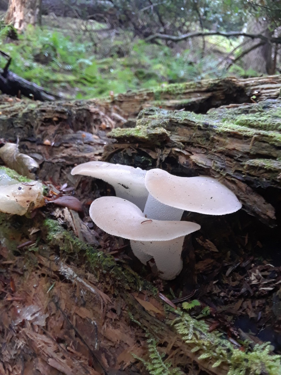 Observation mo-397693, Pseudohydnum gelatinosum