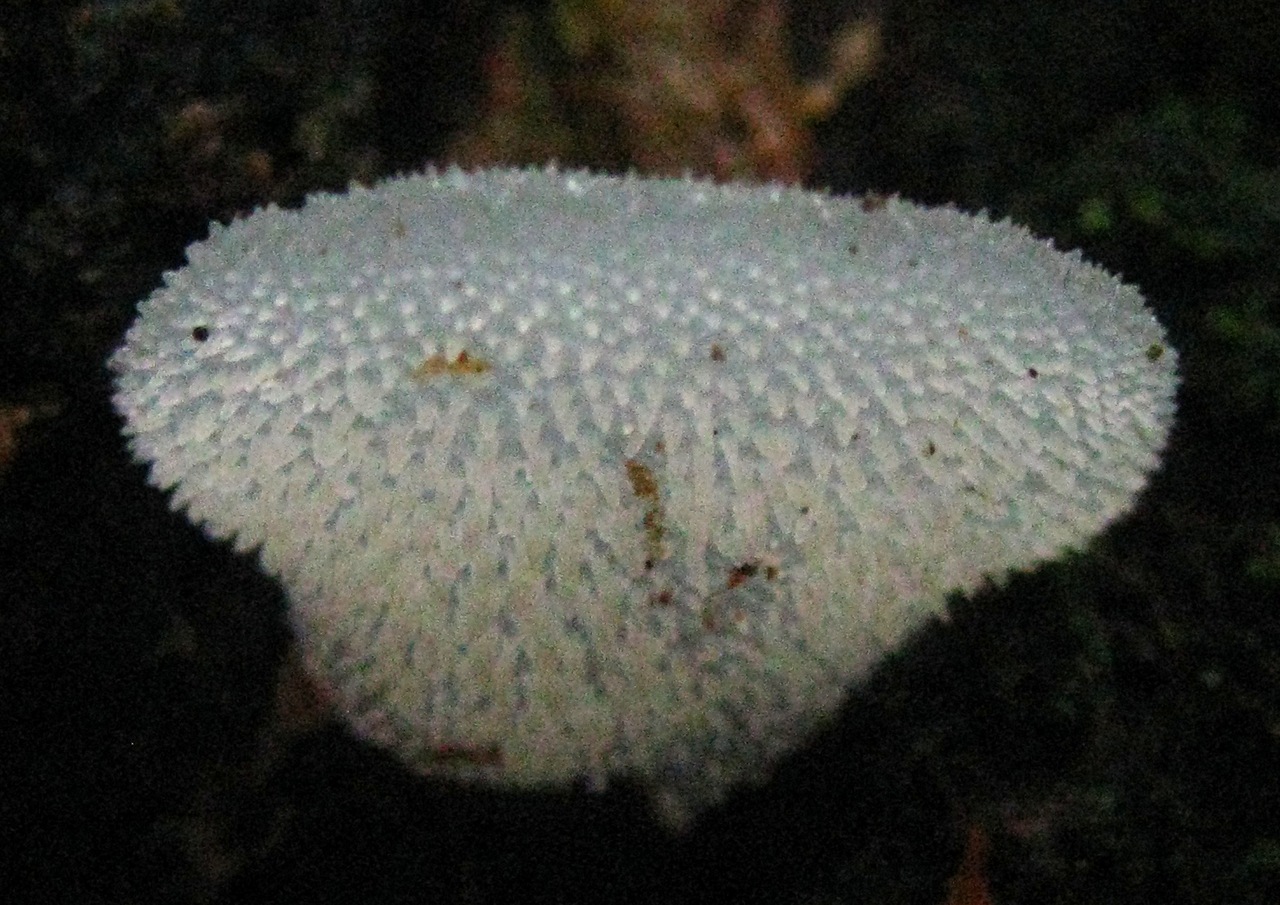 Observation mo-398275, Pseudohydnum gelatinosum