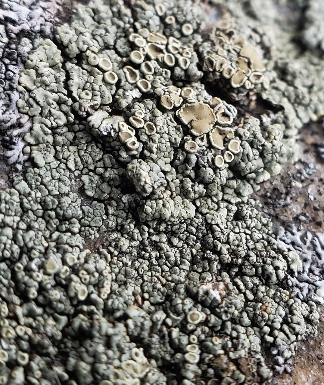 Observation mo-398657, Lecanora opiniconensis