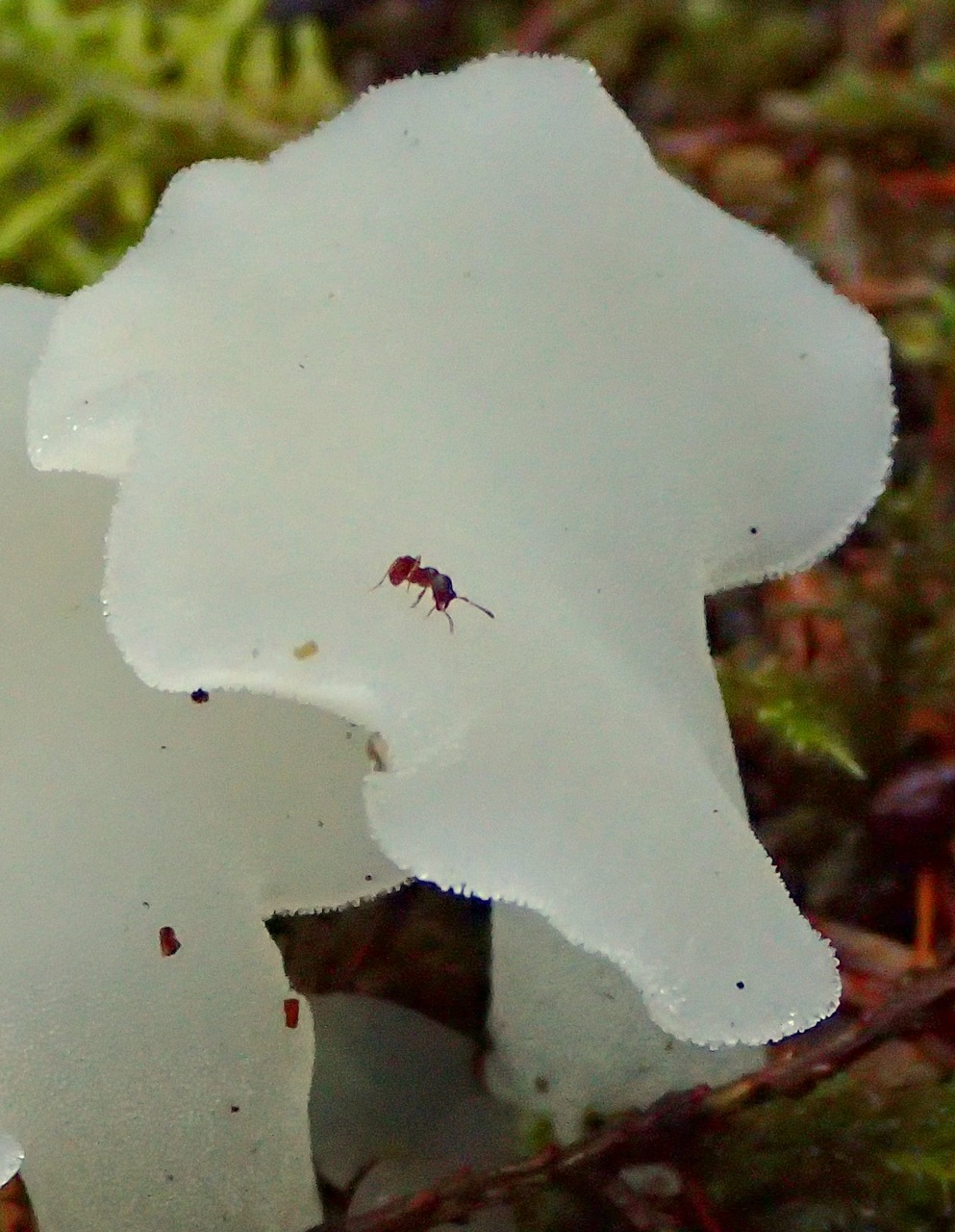 Observation mo-398713, Pseudohydnum gelatinosum